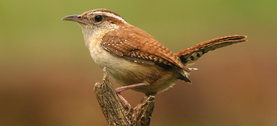 Carolina Wren Salt Magazine